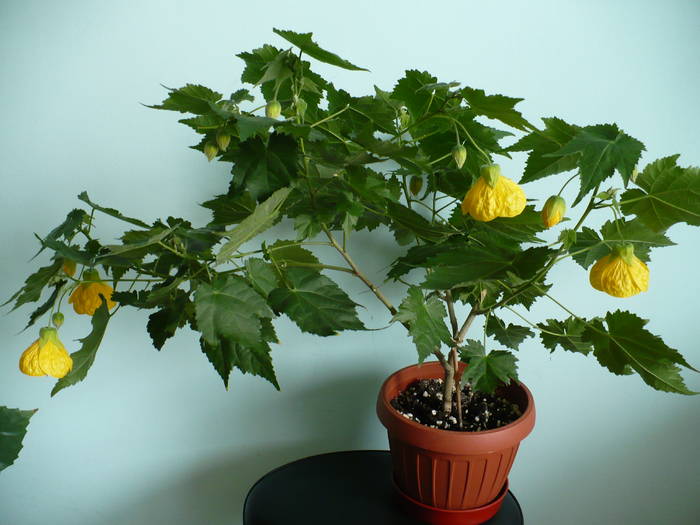 P1090403 - ABUTILONI