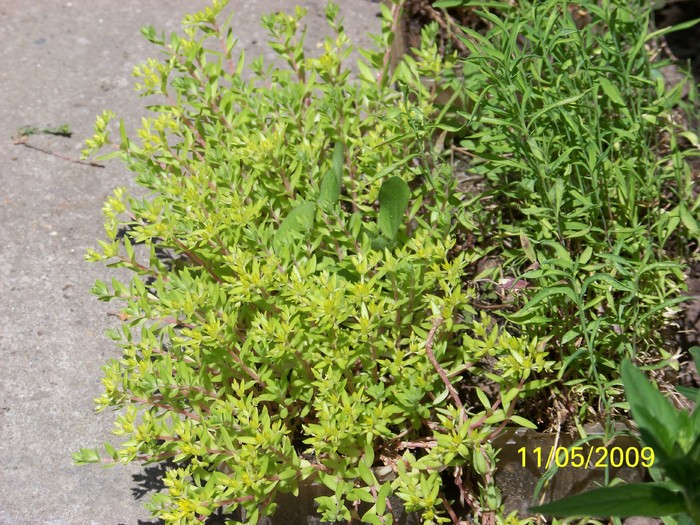 100_1725_00 - Primavara in curte  Timisoara