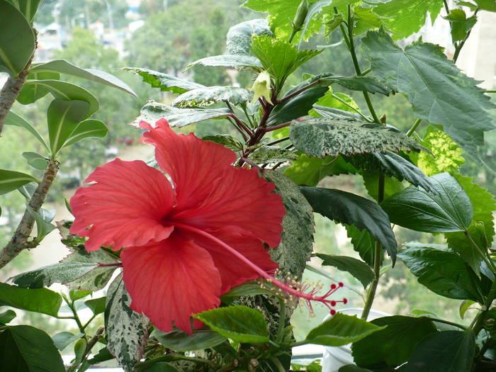 P1150315