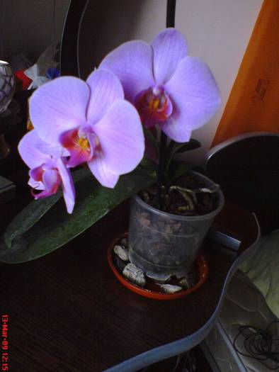 DSC02802 - Phalaenopsis