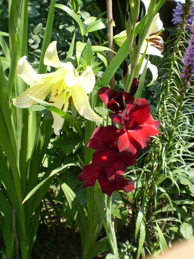 P7072149 - gladiole 2008-2009