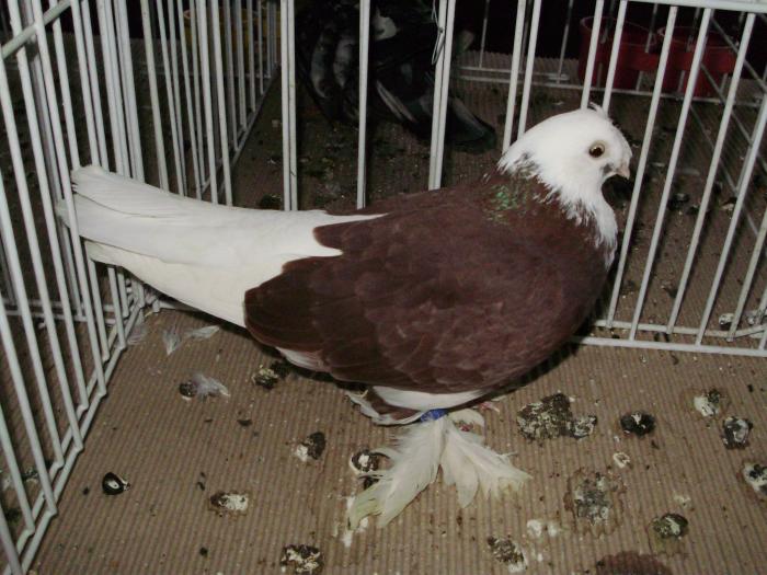 boto p2 - 1506 1 porumbei rj