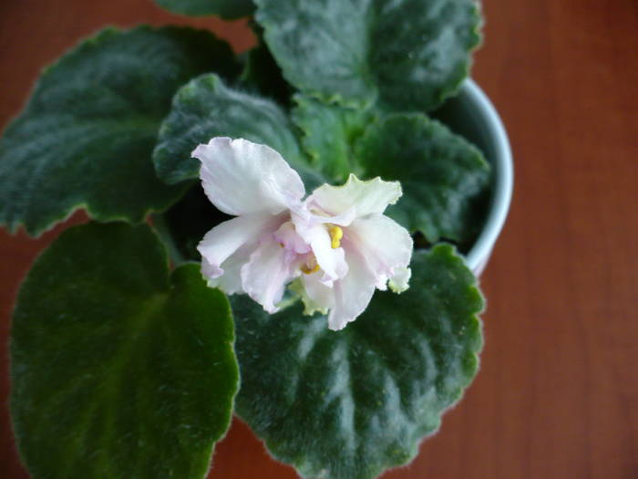 Irish Maiden - Saintpaulia - violete de camera