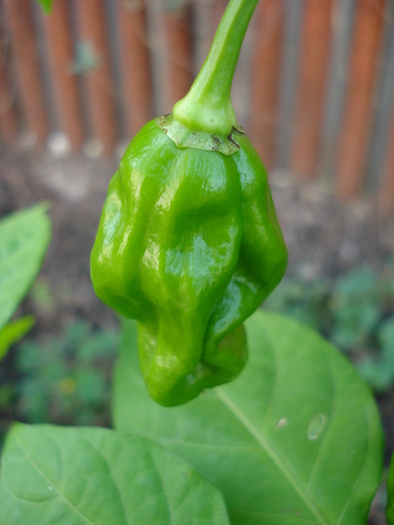 Habanero Pepper (2009, October 07)