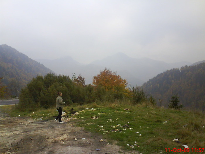 DSC02230 - transfagarasean si flora din Drauseni  BV