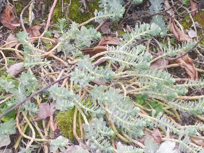Euphorbia myrsintes - hardy