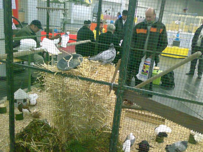 00000c voliera rus 8 - 1505 partea 9a