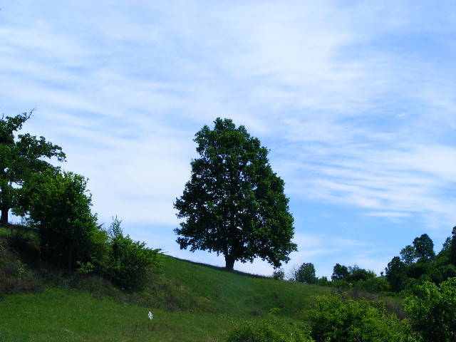 DSCF0528