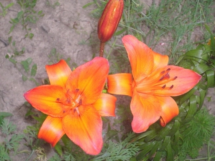 DSCI0817 - flori din gradina mea