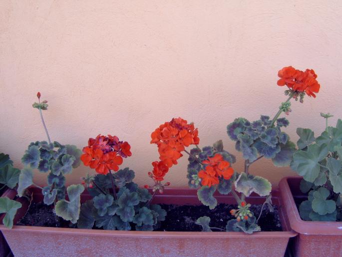 muscate jardiniera - Plantele mele de terasa si exterior