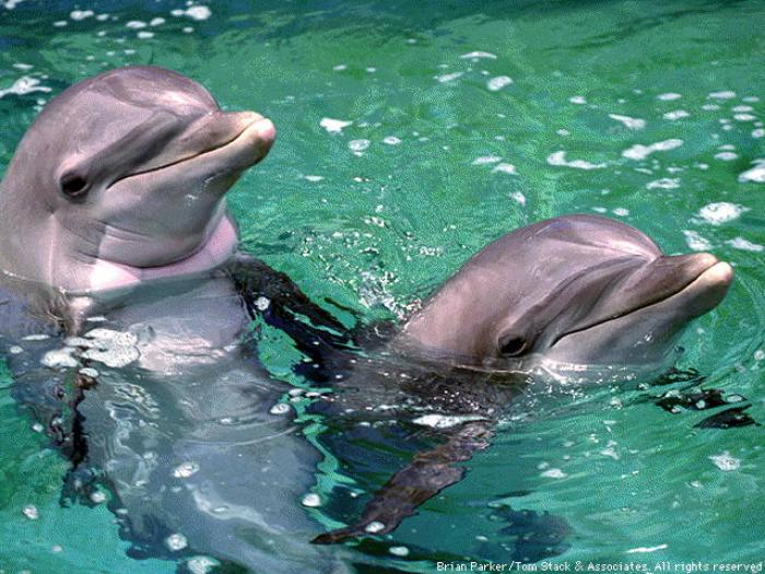 delfini 3 - animale