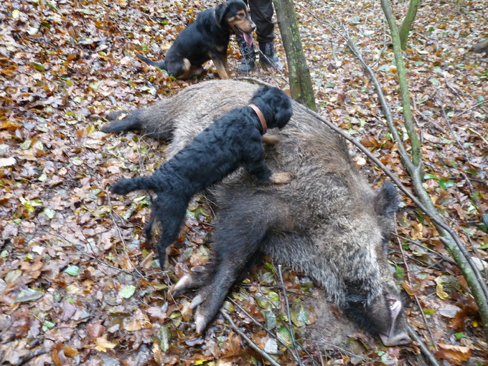 P1210683 - 2009-2010 Stolna Cluj