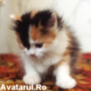 avatar_8[1] - poze pisicute dragalase