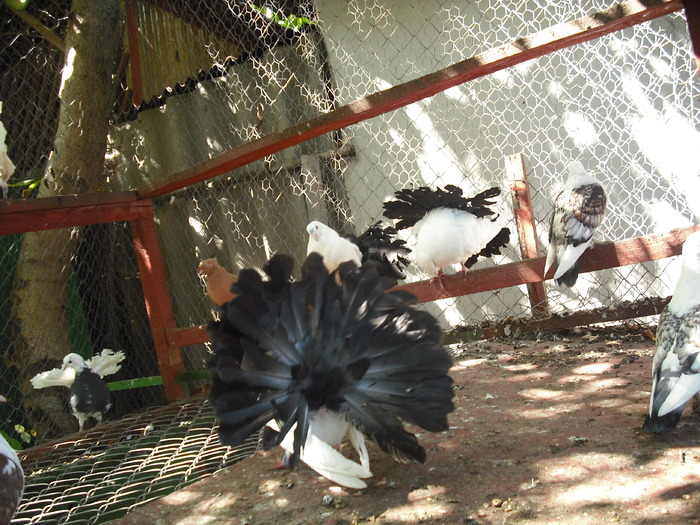 Picture 012 - Porumbei albi coada neagra si rosie