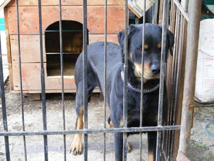 Rottweiler - Caini