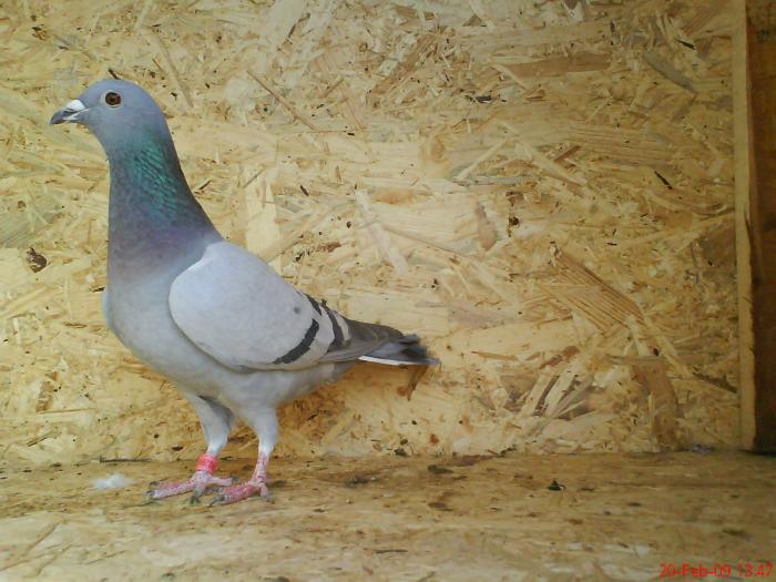 902994-08 F; fiica din 339715
