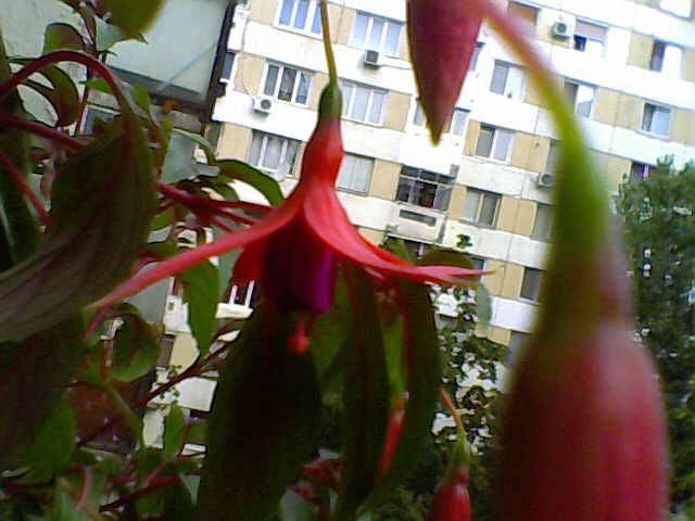 28-07-08_082519 - florile mele