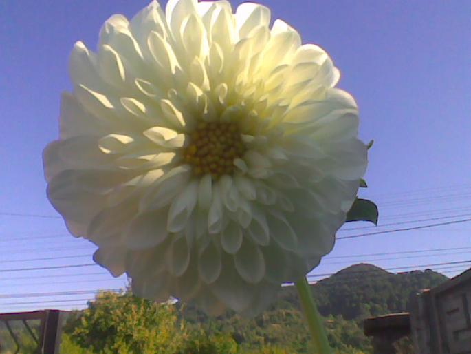 Dahlia - flori