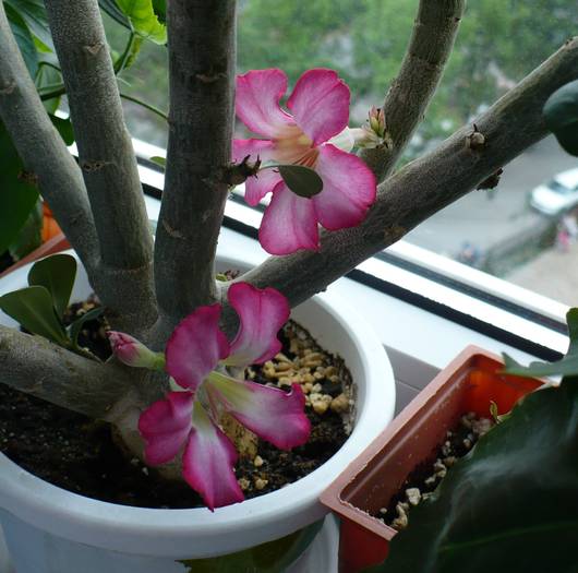 P1120367 - ADENIUM OBESUM