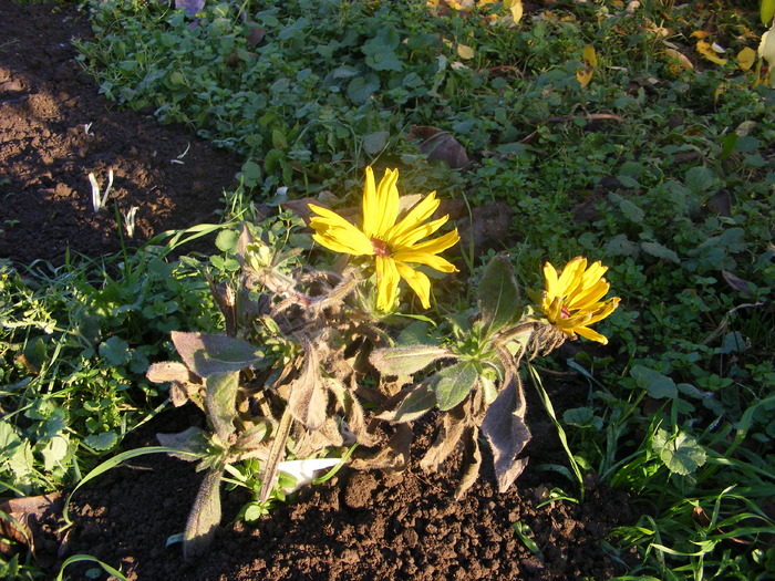 Rudbekia - flori si animale 2009