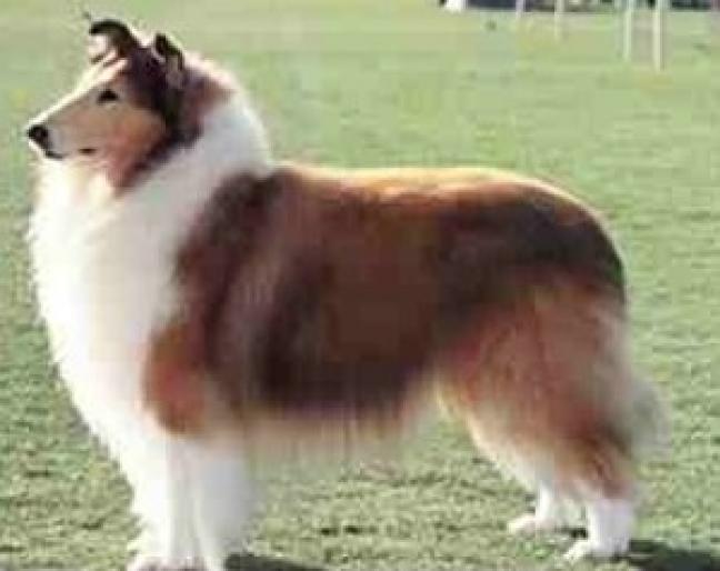 COLLIE - RASE CAINI