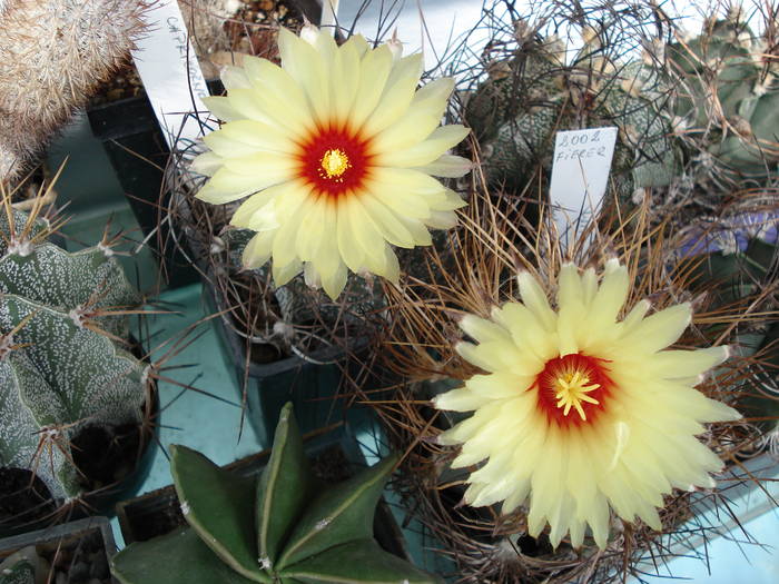 Astrophytum