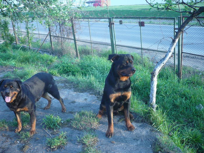 P1060096 - CAINI- pisici-DIVERSE