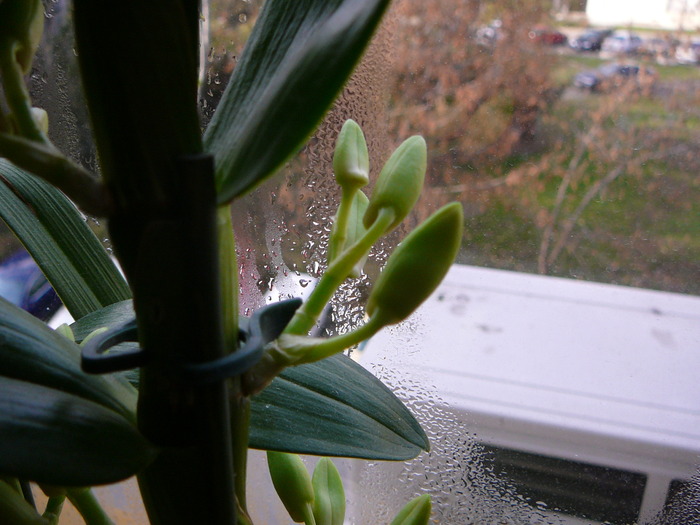 Boboci  Dendrobium nobile; boboci  dendrobium  nobile
