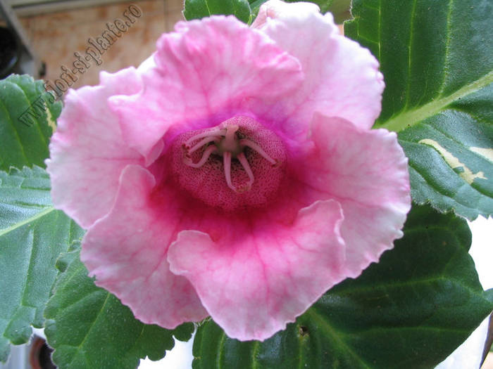 Gloxinia roz 2