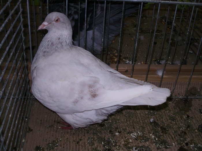 5444 t 0