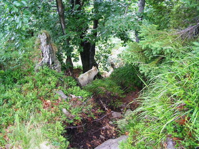 DSCF3266 - Suior Poiana Mlejnita Varful Secatura Creasta Cocosului  din Muntii Guta