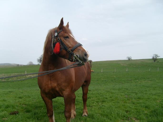 Opaline - CAI RASA PERCHERON