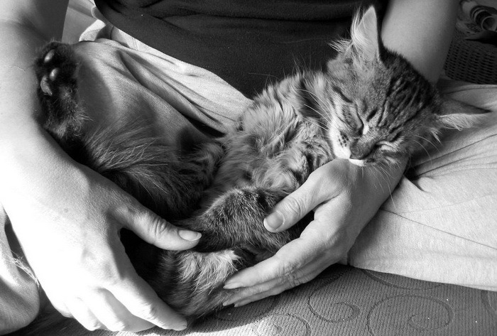 pisicute063gc4 - club pisici