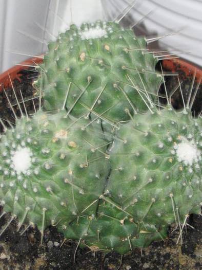 Mammillaria spinossisima cv.unpico - mai 2009 - Cactusi