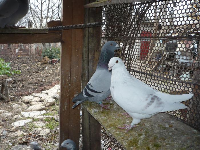 Picture 086 - costelg_ porumbei-standarde fosti si actuali