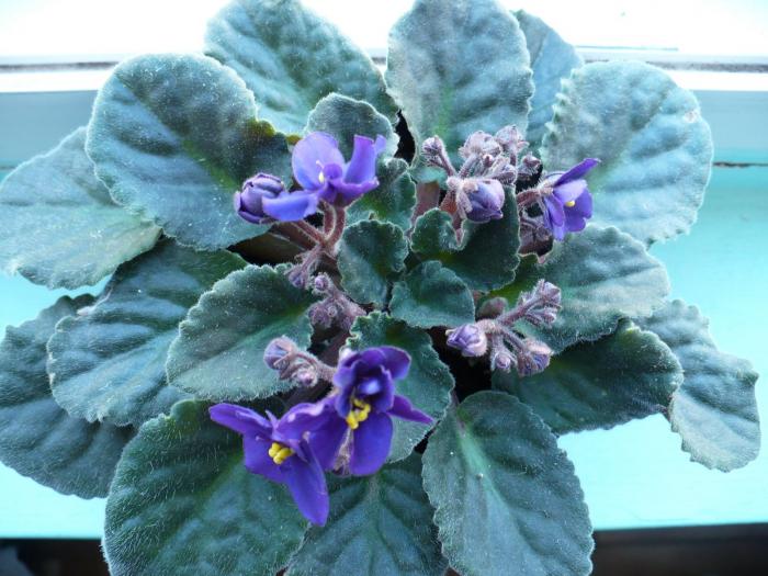 P1060051 - Violete africane
