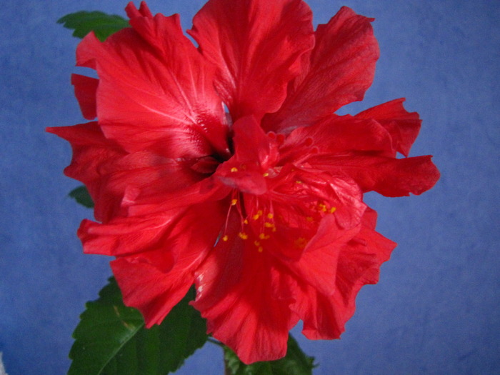 Hibiscus (Myrela) 6 dec 2009 (3) - hibiscus