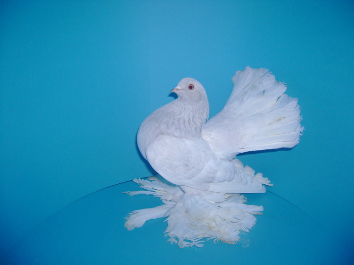 Rostower Positurtümmler Silber