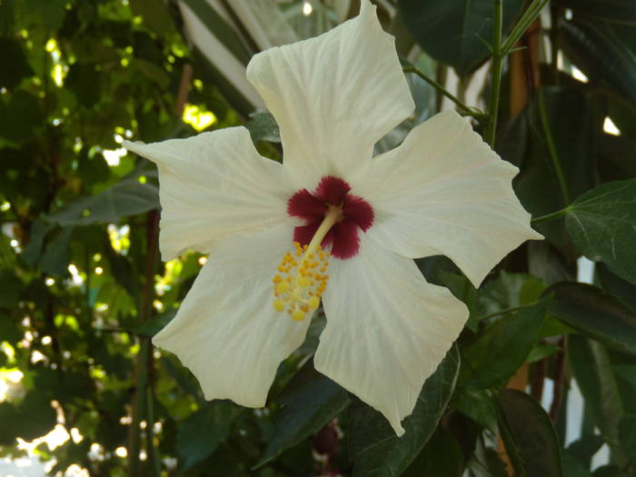 DSCN0979 - hibiscus