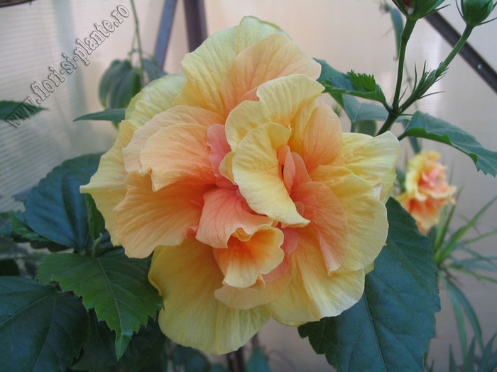 Hibiscus classic apricot 3