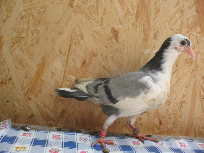 IMG_5291 - 7 PRIMII PUI PE 2009