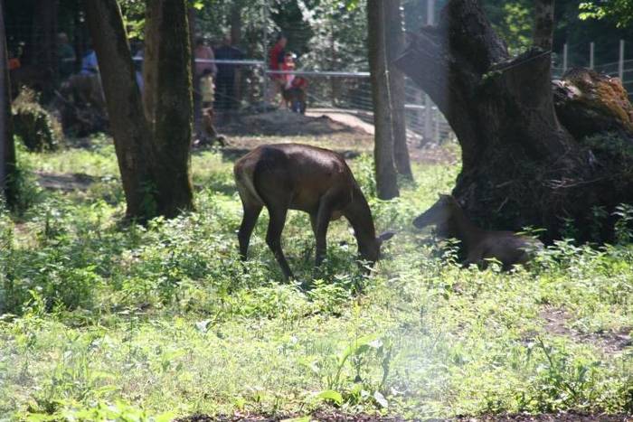  - Gradina zoologica tm