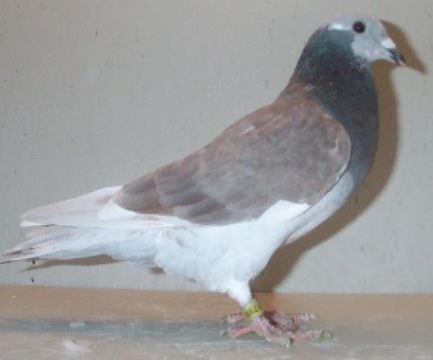 Mosaic Racing Homer Ash Red & Blue