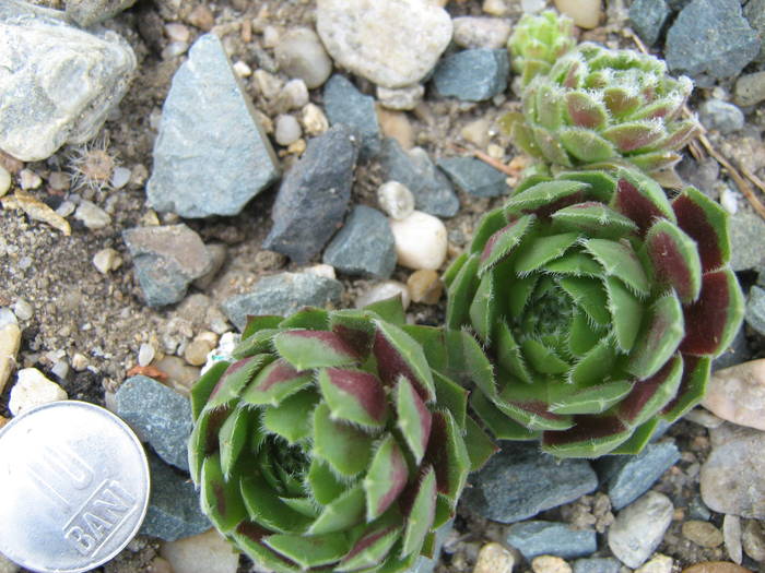 IMG_8173 - Cactusi la mosie 17 iunie 2009