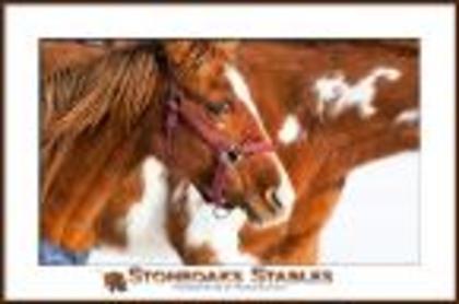 b1137f11264ed0f4 - My riding stables