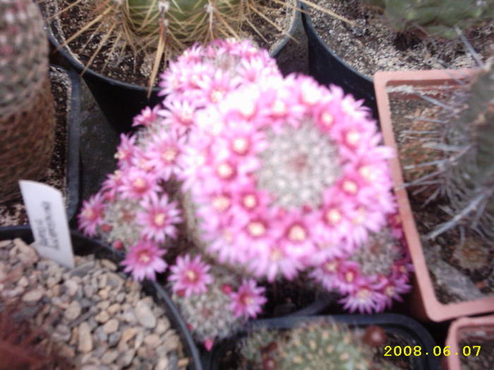 35-Mammillaria zeilmanniana - cactusi