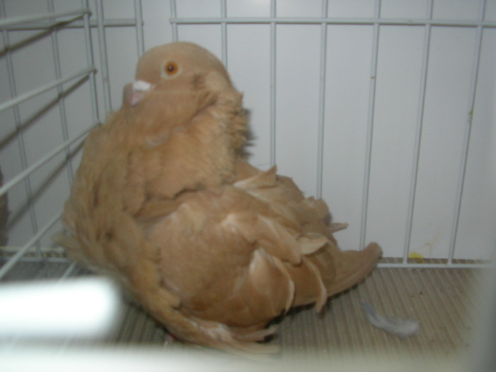 SANY0181 - poze expo 2009