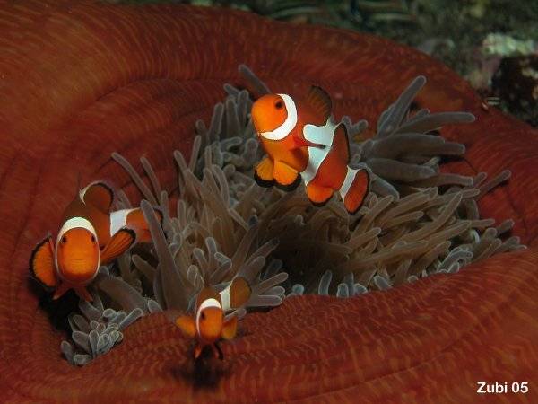 Amphiprion-ocellaris5[1]