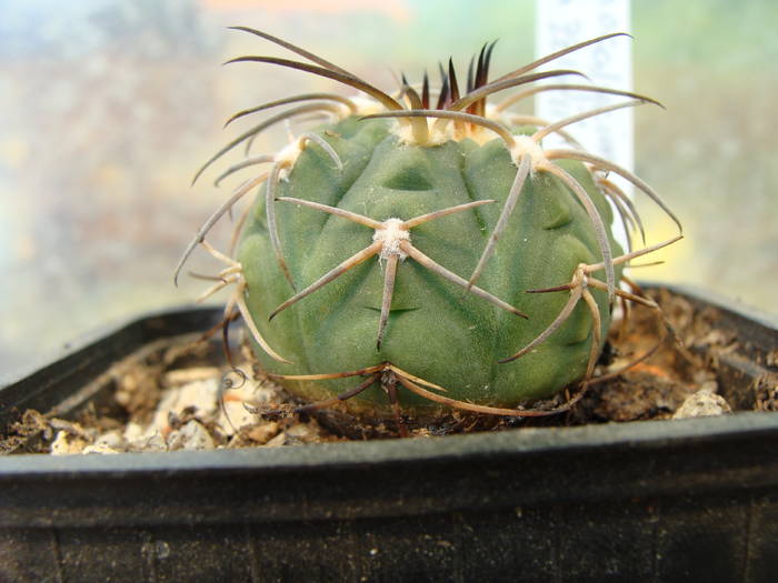 G.spegazzinii - Gymnocalicium-Mammillaria