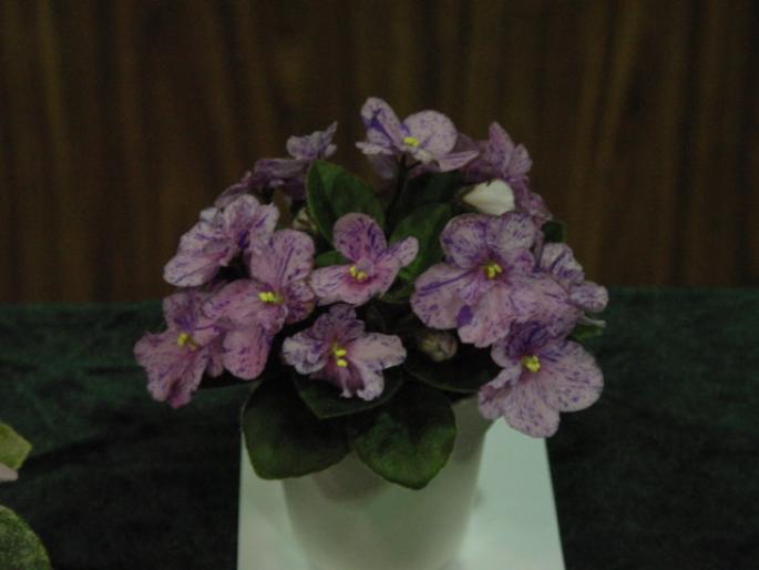 Robs_Calypso_Beat_2005avsa_4 - violete de pe net 1